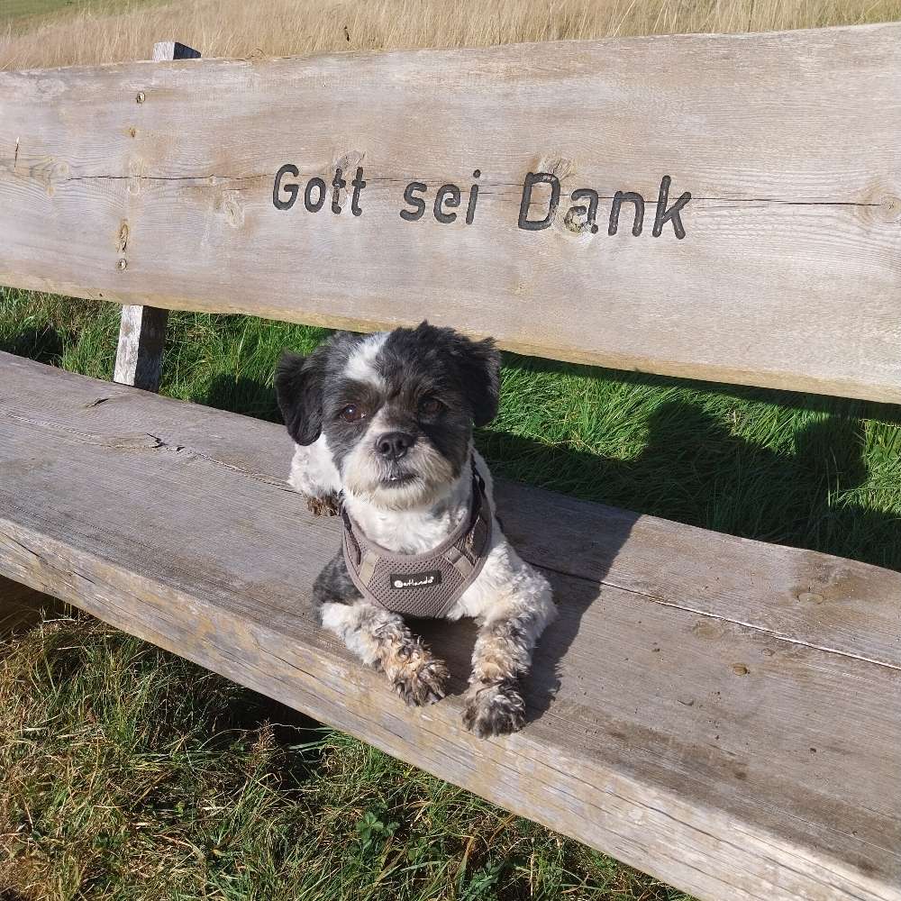 Hundetreffen-Spielrunde-Profilbild