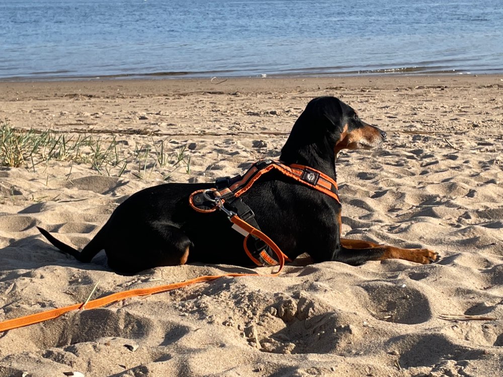 Hundetreffen-Deutsche Pinscher - Treffen-Profilbild