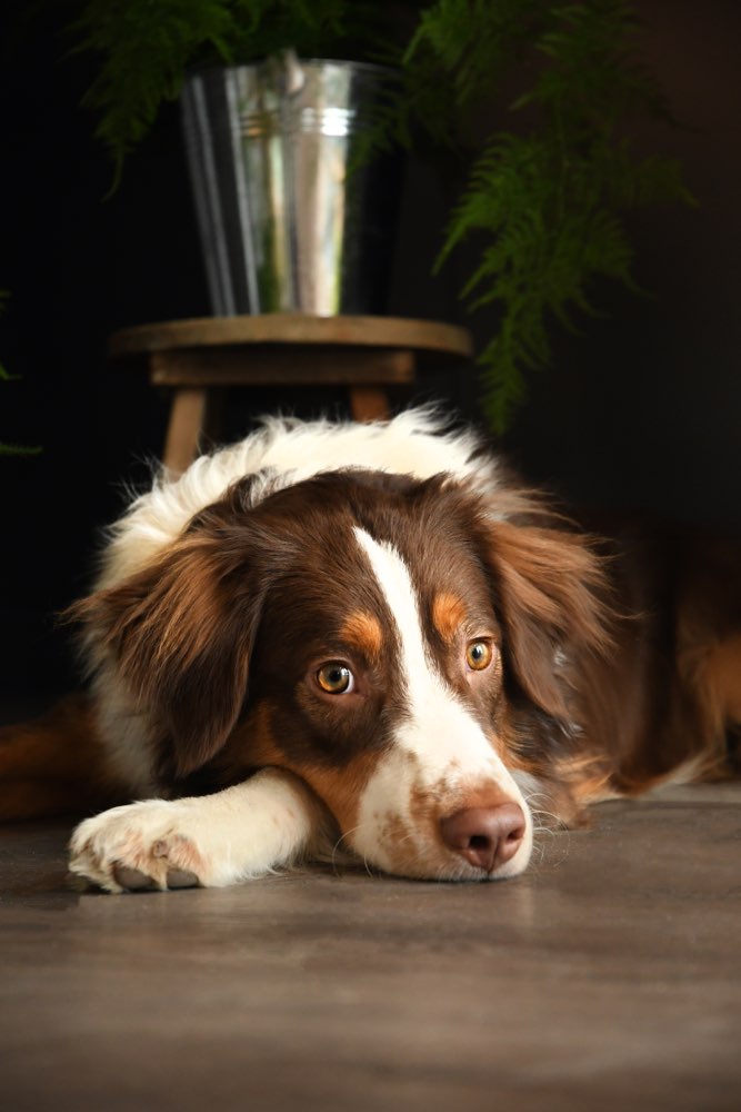 Hundetreffen-Junghund sucht hundekumpel, auch fürs Leinentraining-Profilbild