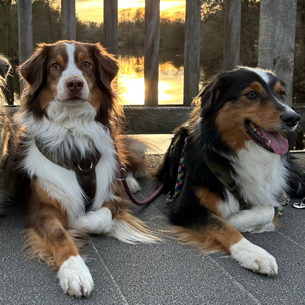 Hundetreffen-Treffen zum Trainieren & toben gesucht.-Profilbild