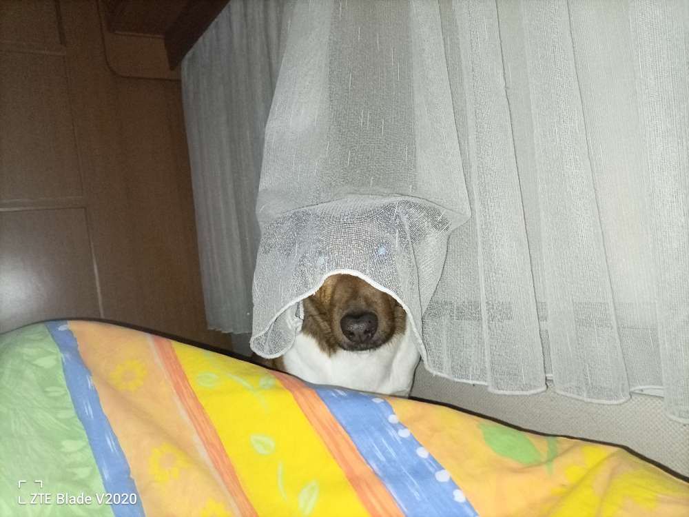 Hundetreffen-Mag lange Spaziergänge-Profilbild