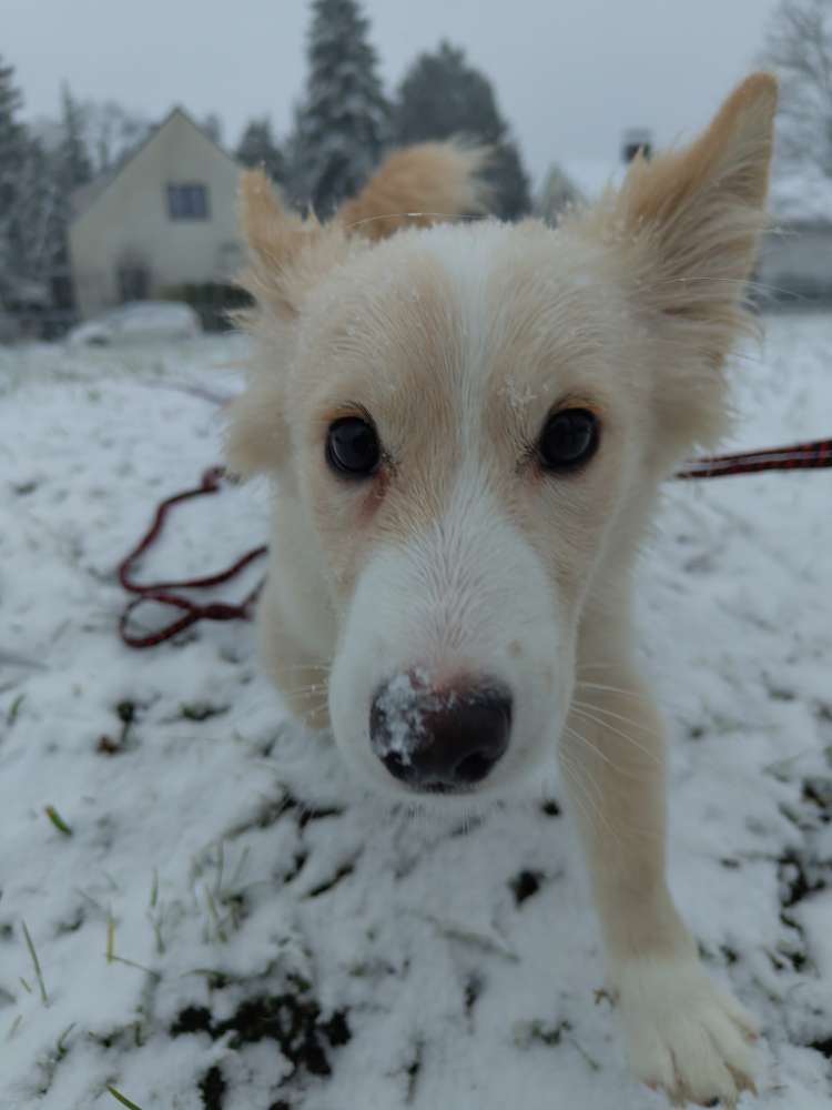 Hundetreffen-5 Monate alter Corgi sucht Freunde-Profilbild