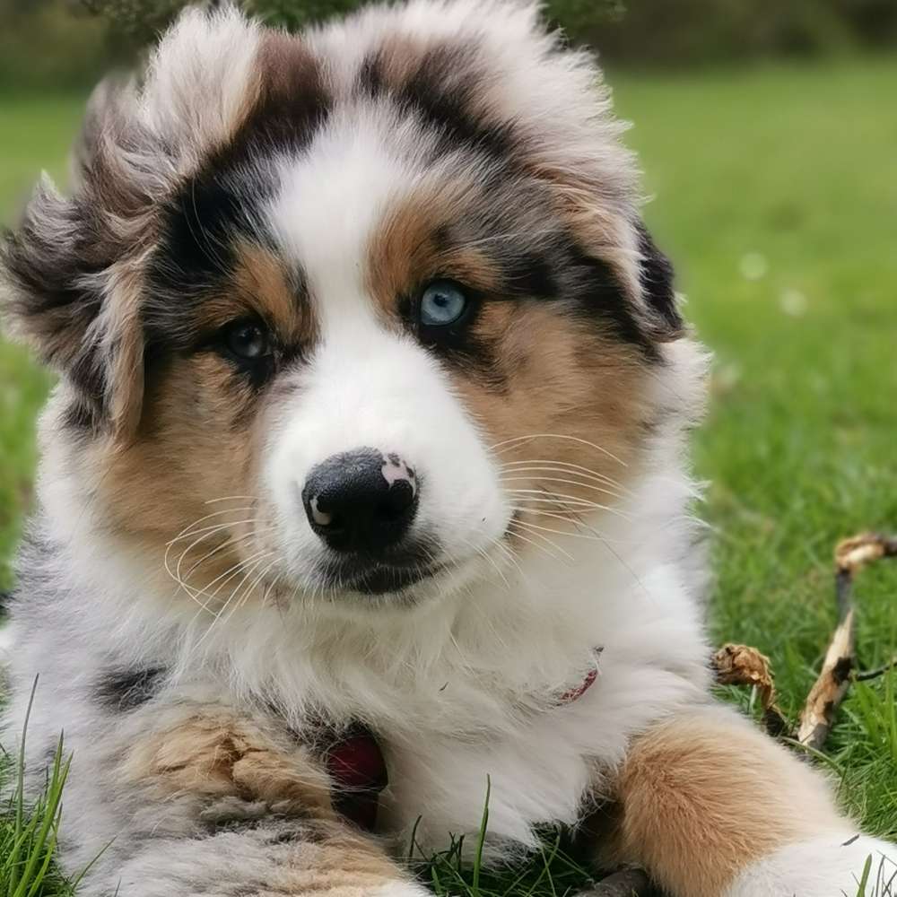 Hundetreffen-Welpentreffen-Profilbild