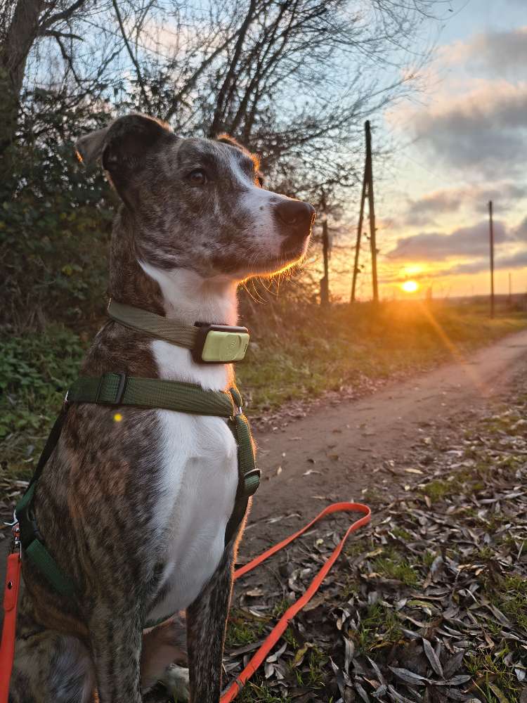 Hundetreffen-Spaziergang oder Treffen auf Freilauffläche-Profilbild