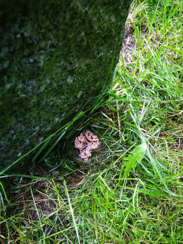 Giftköder-Hackbällchen versteckt hinter Steinpollern-Profilbild