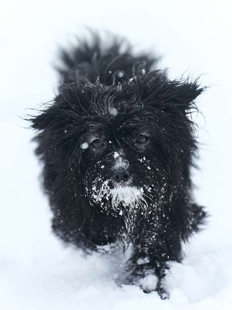 Hundetreffen-Gassigehen/Spielrunde-Profilbild