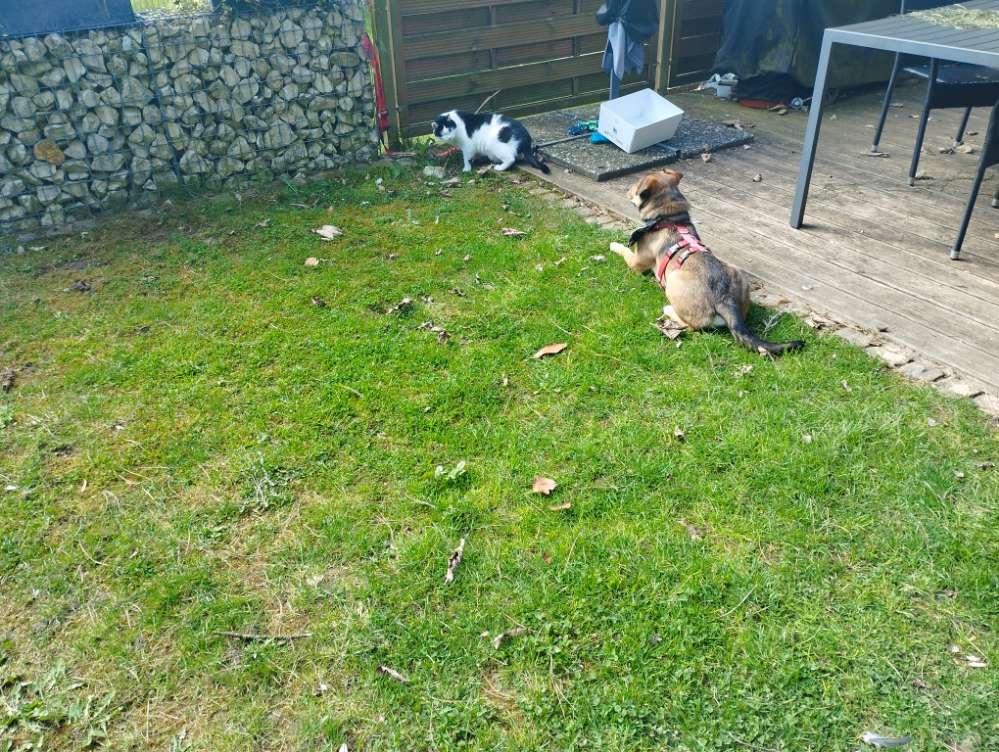 Hundetreffen-Hundetreff-Profilbild