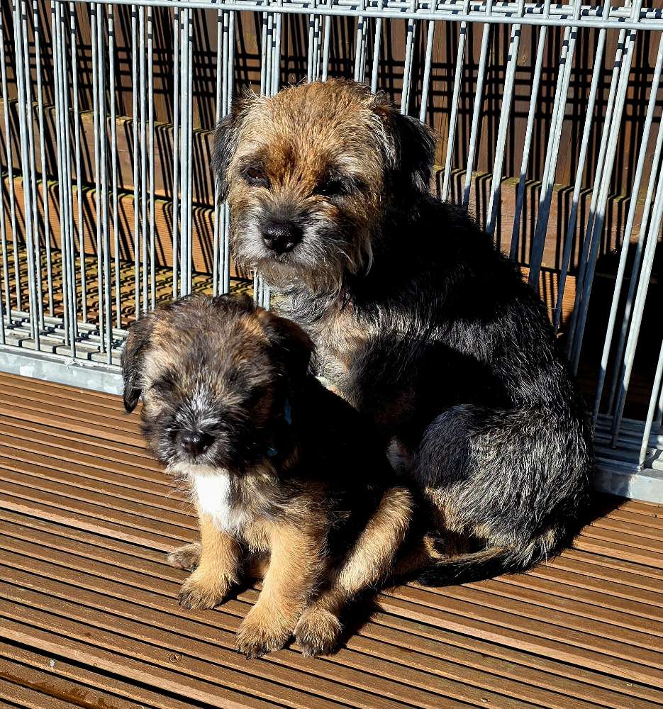 Hundetreffen-Suche Hundeteams für Lernspaziergang-Profilbild