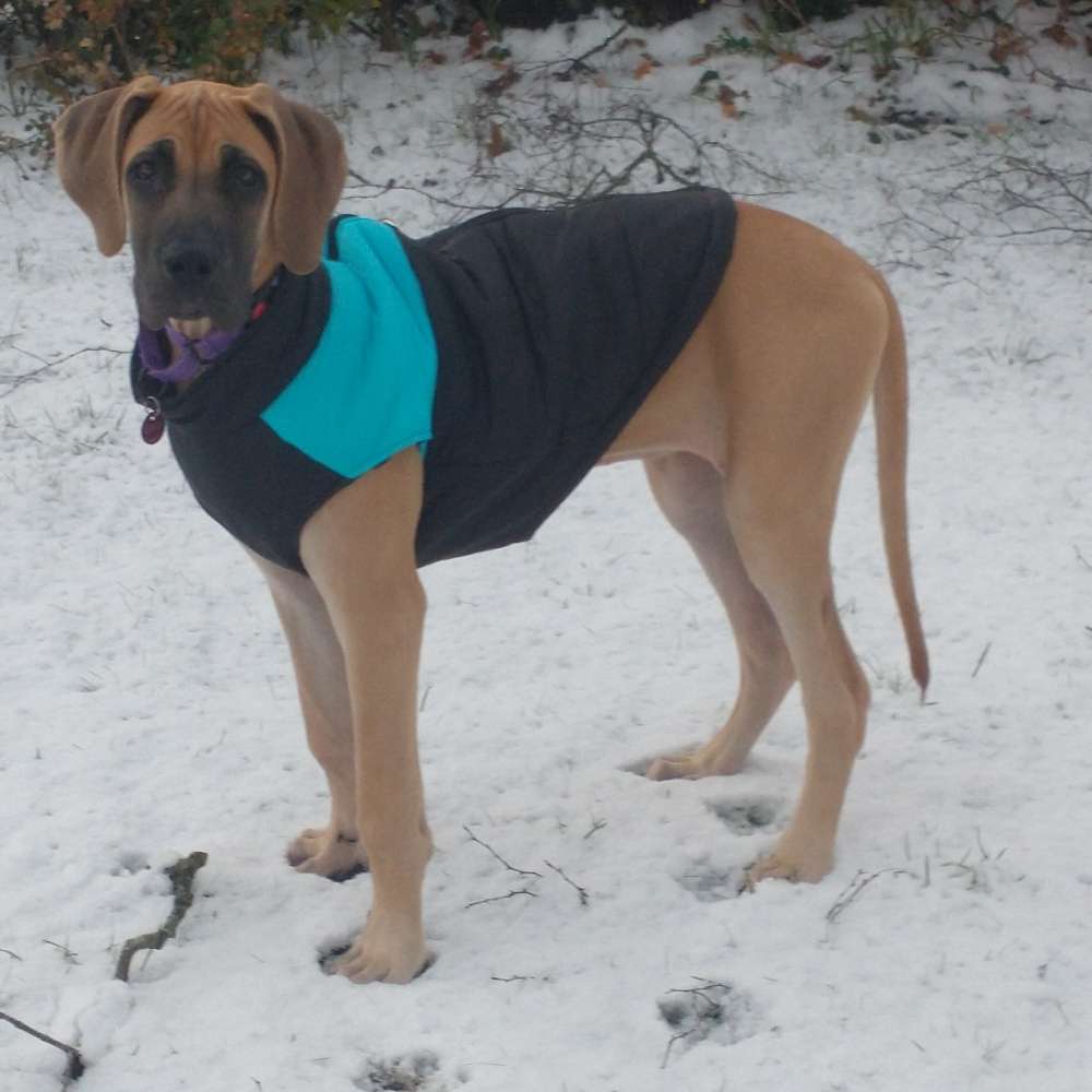 Hundetreffen-Deutsche Doggen zum spielen gesucht-Profilbild