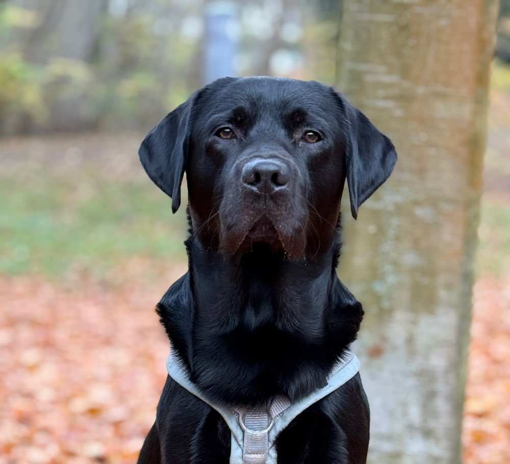 Hundetreffen-Hundekumpel in Hermsdorf gesucht-Profilbild