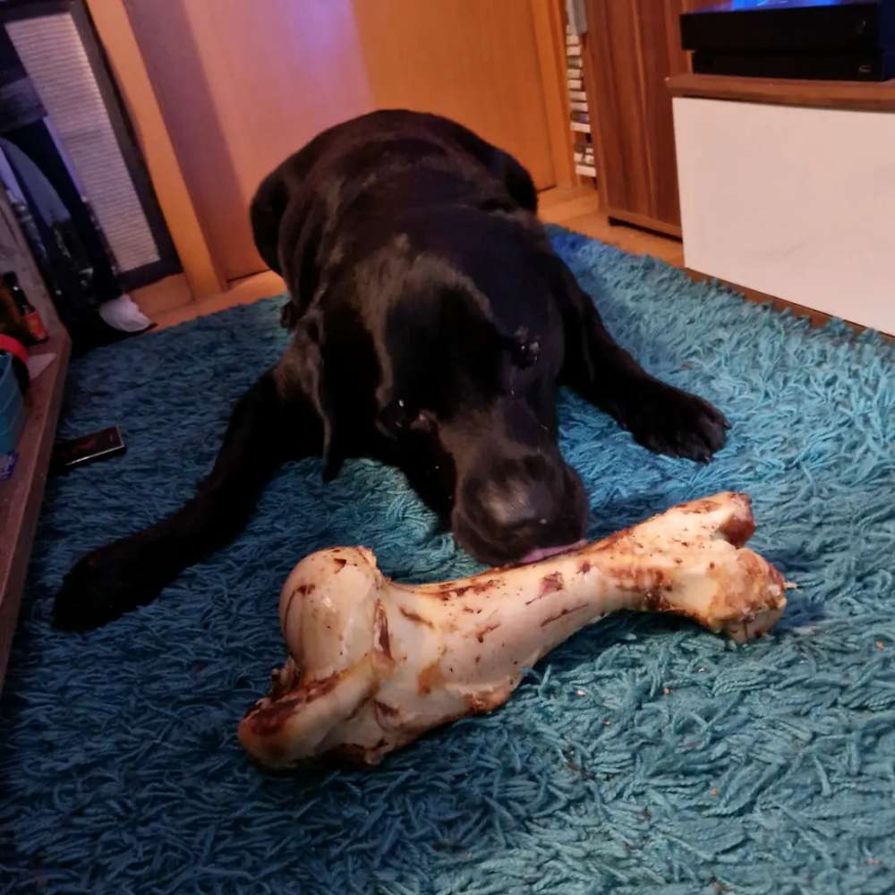 Hundetreffen-Spazieren in Rotenburg-Profilbild