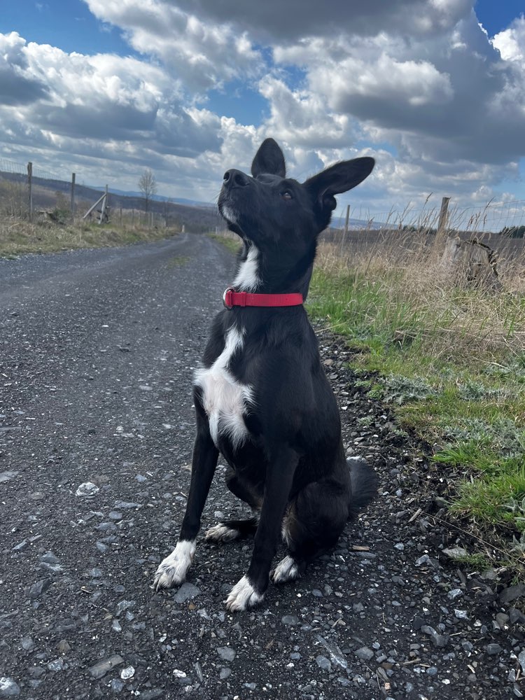 Hundetreffen-Hundefreunde gesucht-Profilbild