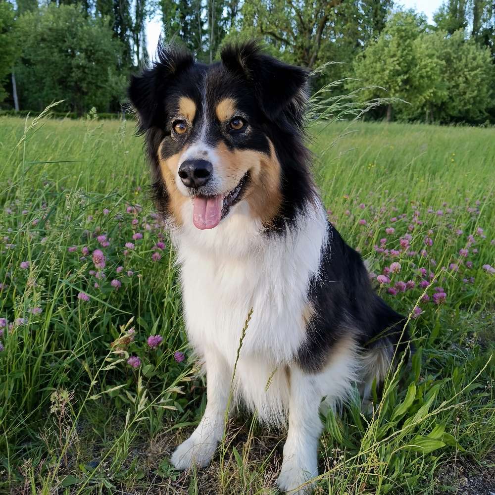 Hundetreffen-Donau Freilauffläche spielen-Profilbild