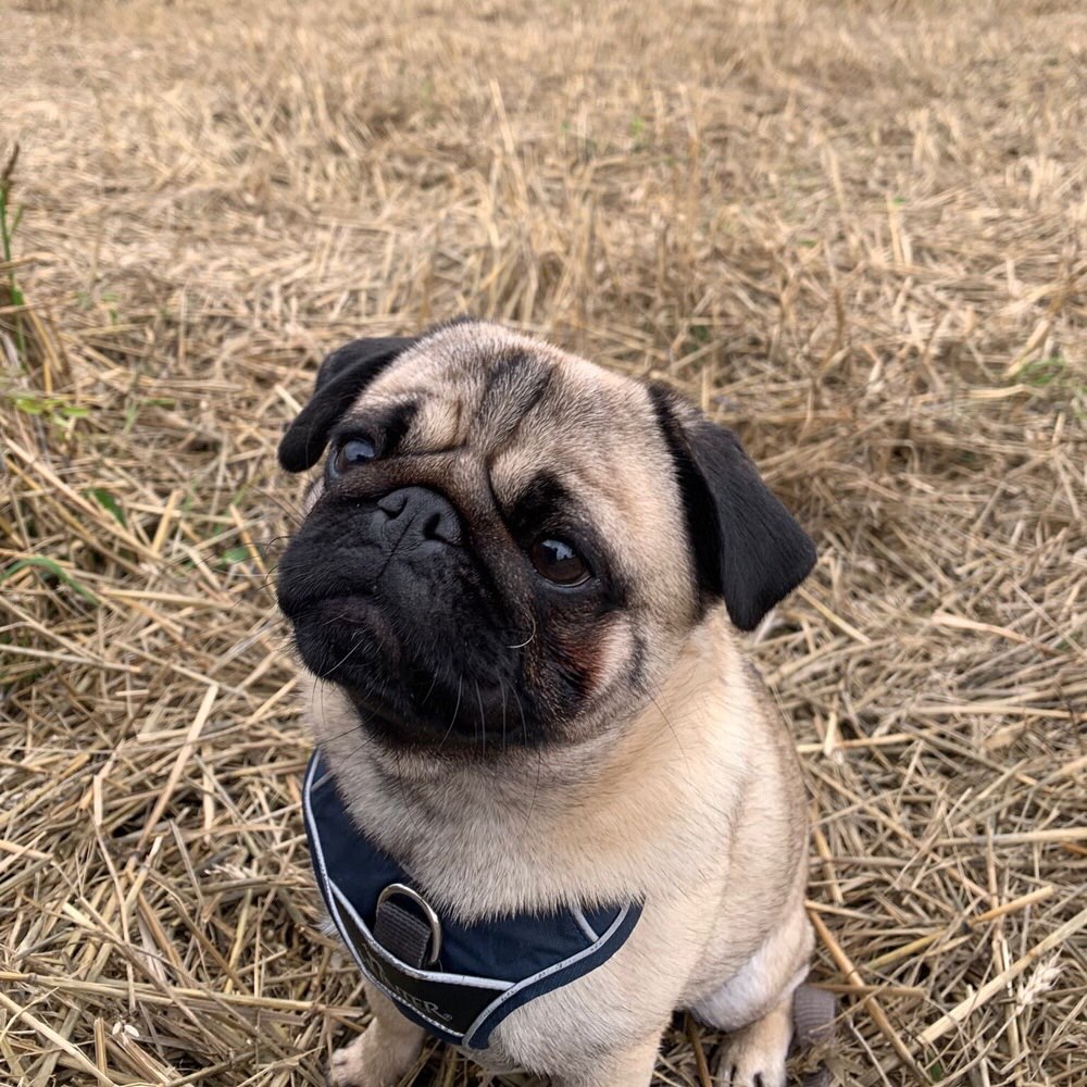 Hundetreffen-Mopstreffen in Alfter/Bornheim-Profilbild