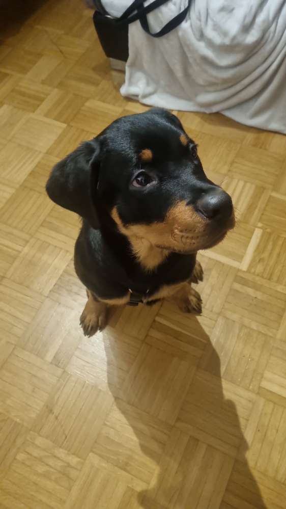 Hundetreffen-Spielgefährten / Gassirunde gesucht-Profilbild