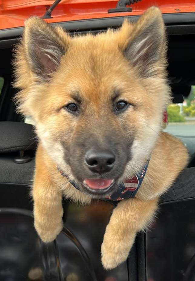 Hundetreffen-Treffen zum toben und spielen-Profilbild