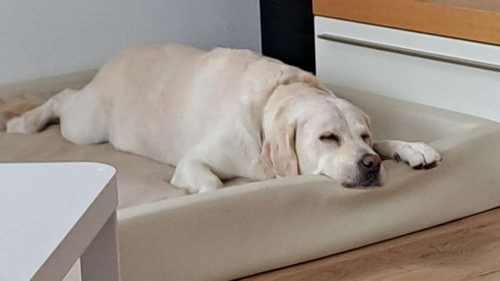 Hundetreffen-Suche einen suveränen Hundekumpel-Profilbild