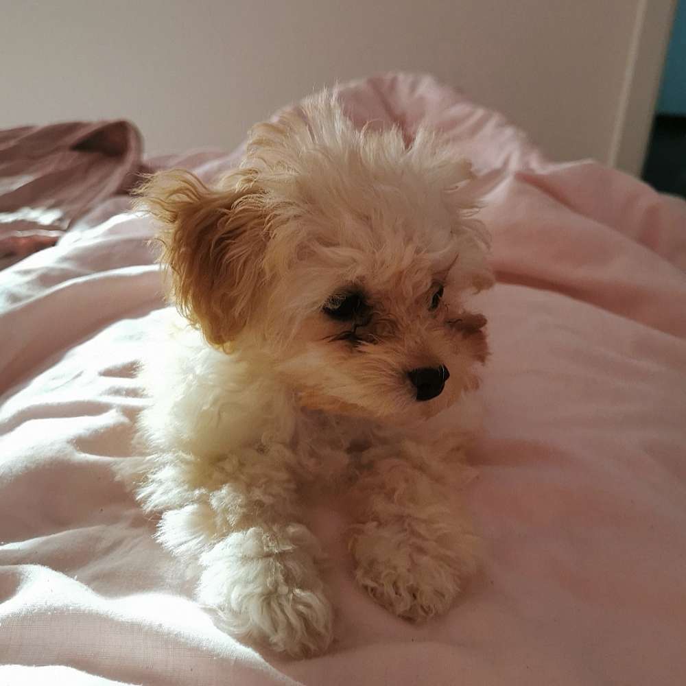 Hundetreffen-Spielfreund für teacup pudel gesucht-Profilbild