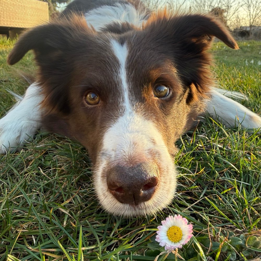 Hundetreffen-Begegnungstraining auf Abstand-Profilbild