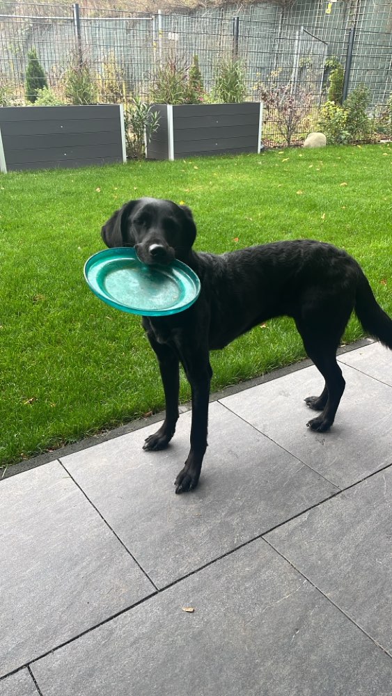 Hundetreffen-Treffen in Kirchhellen-Profilbild