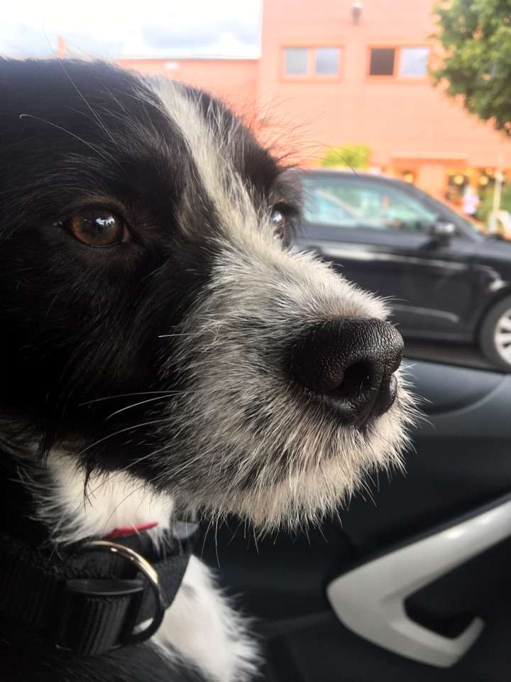 Hundetreffen-Hundetreffen in Wermelskirchen-Profilbild