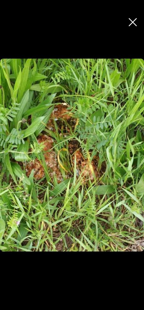 Giftköder-Giftköder, Rattengift-Profilbild