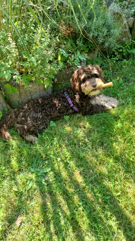 Hundetreffen-Übungstreff mit anderen Hunden-Profilbild