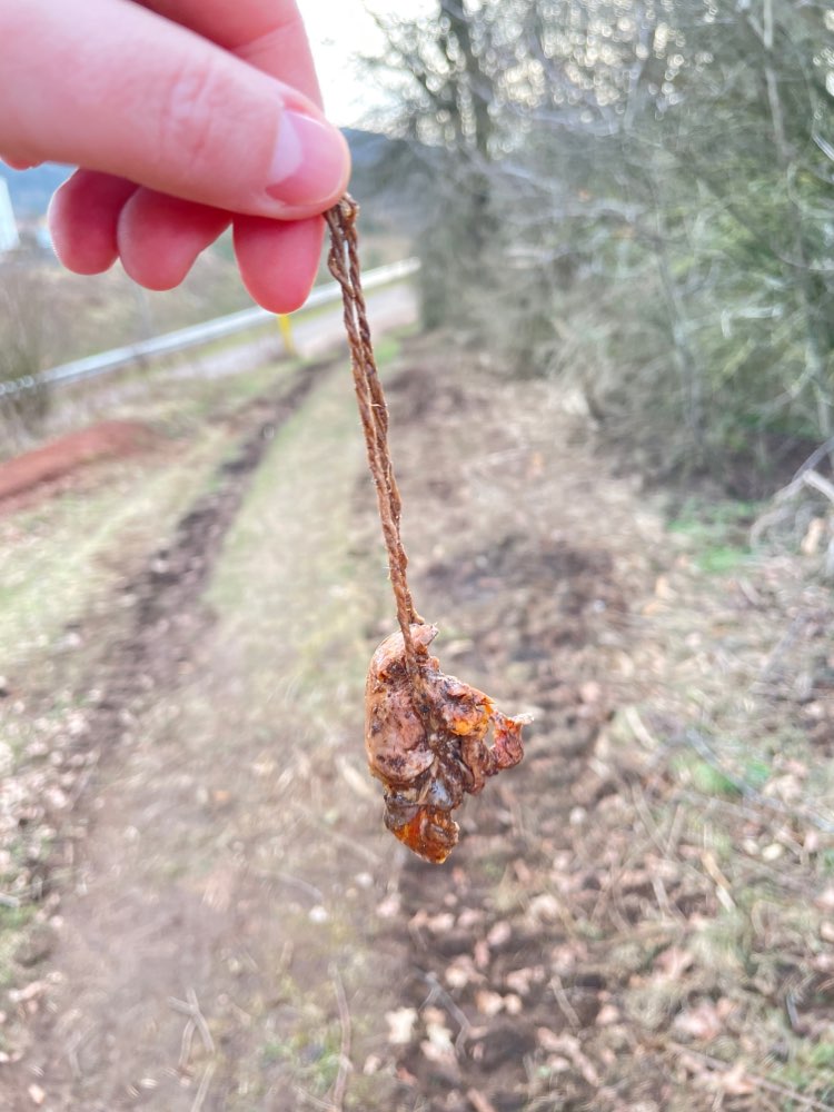 Giftköder-Vermutlich Giftköder-Profilbild