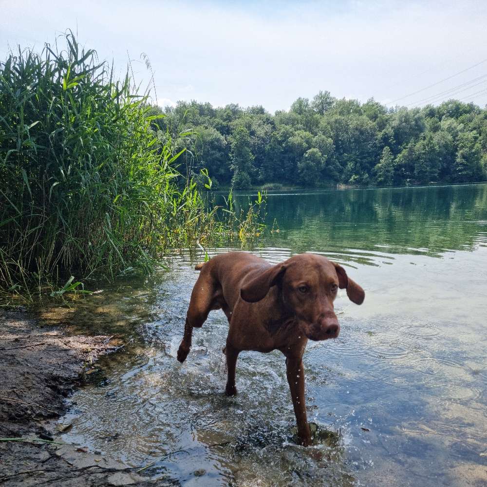 Hundetreffen-Neues entdecken-Profilbild