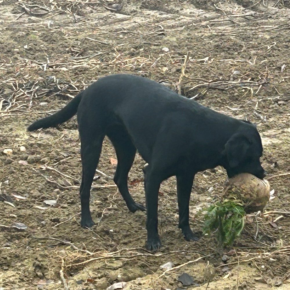 Hundetreffen-Gemeinsame Spaziergänge auf dem Feld (ohne Leine)-Profilbild