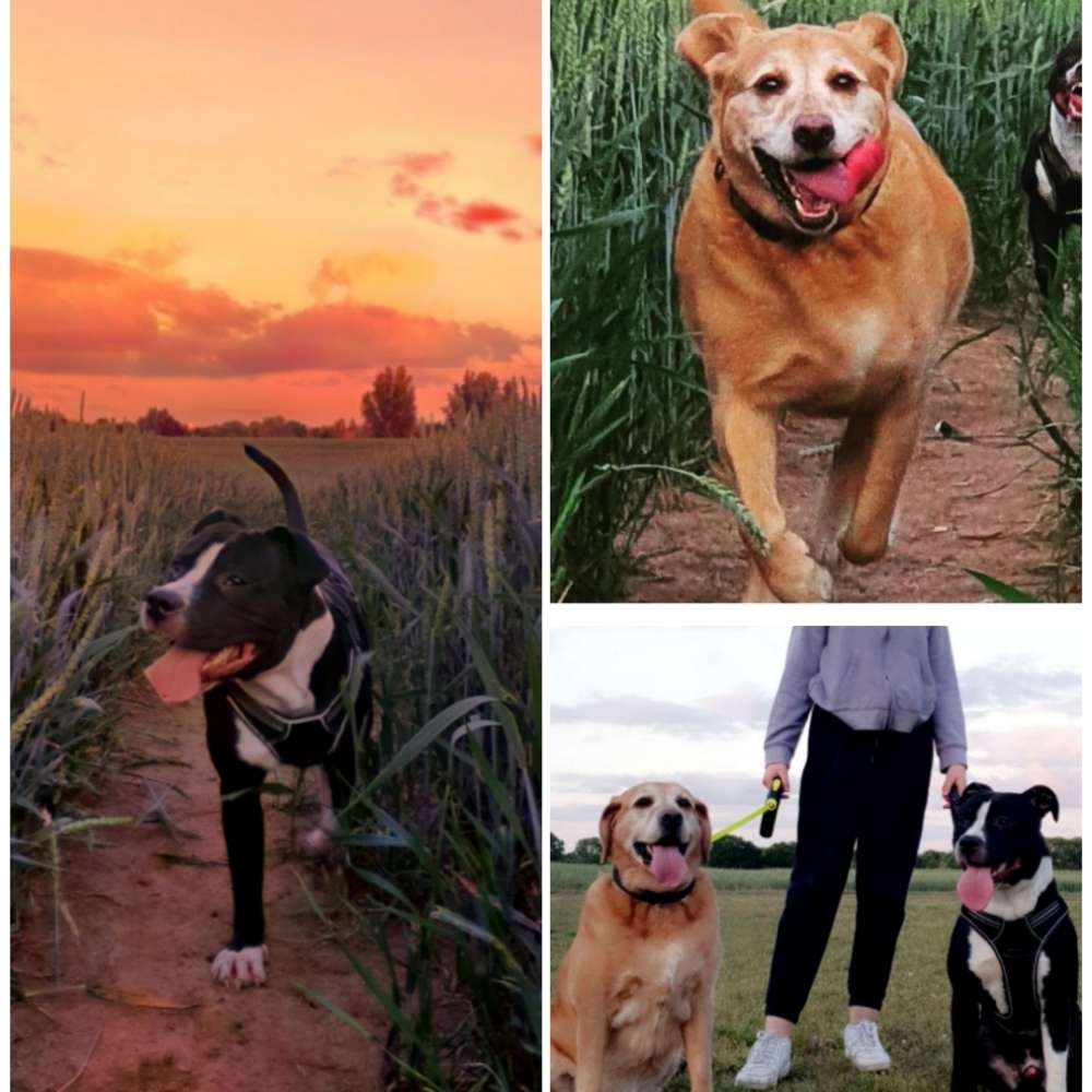 Hundetreffen-Spiel treffen & Social Walk gesucht (Training)-Profilbild