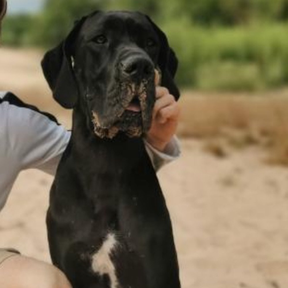 Hundetreffen-Gassirunde  im Umkreis-Profilbild