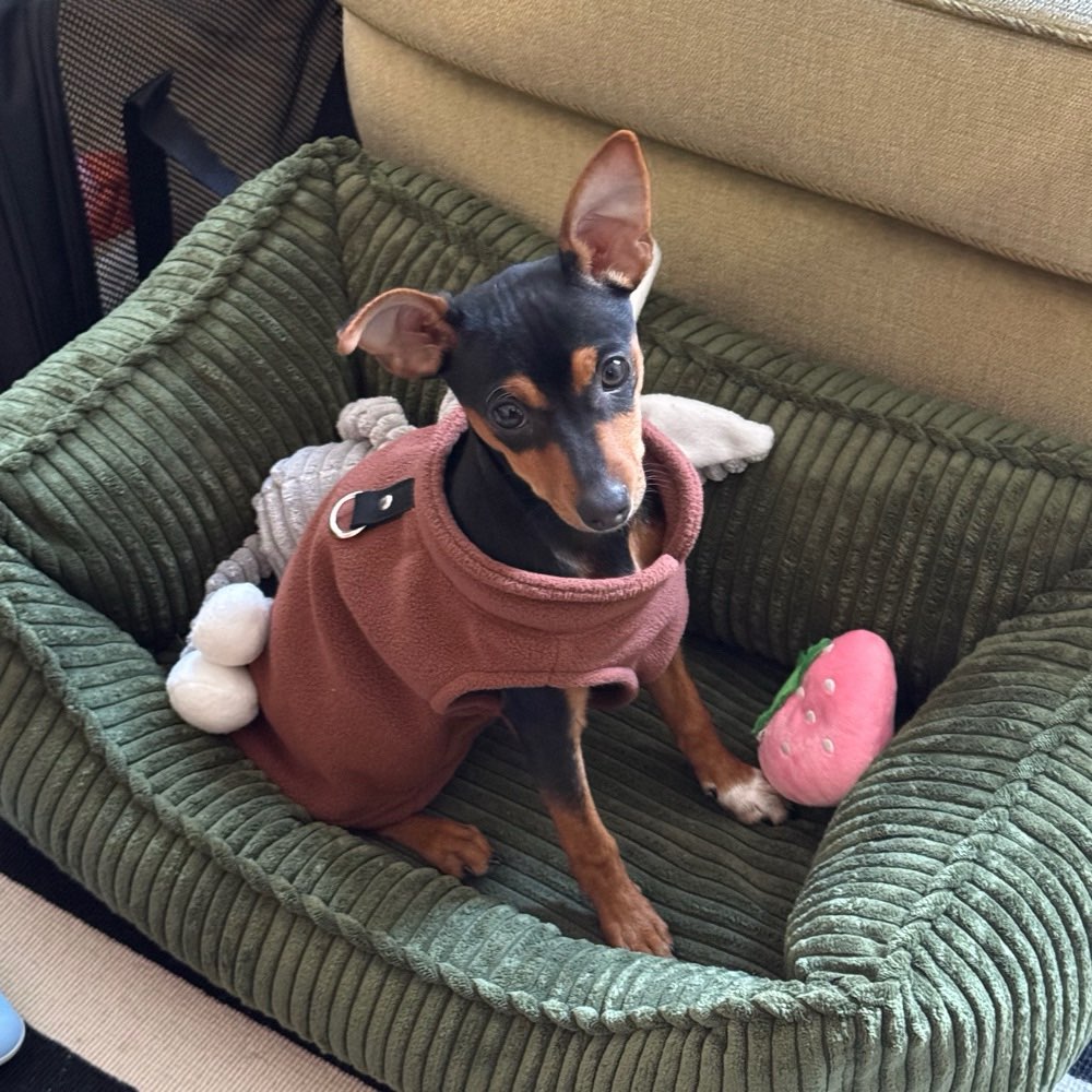 Hundetreffen-Playdate with puppies-Profilbild