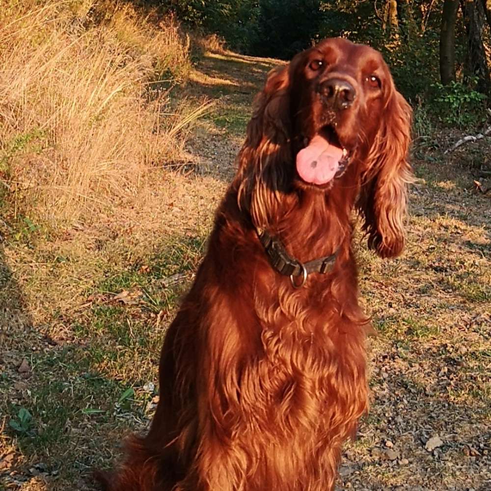 Hundetreffen-Gem Gassi gehen und vorher Leinentraining.-Profilbild