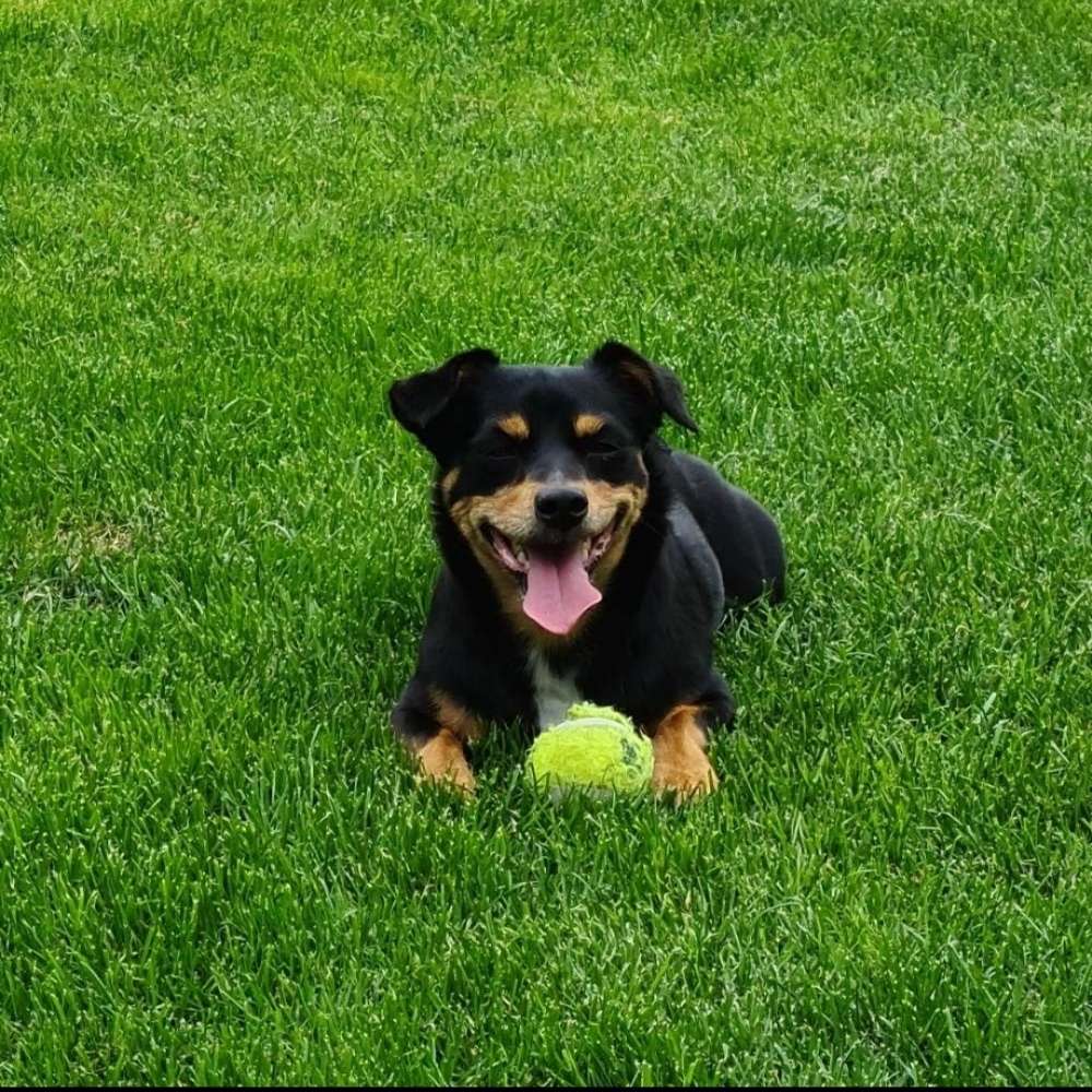 Hundetreffen-Gassirunde Kronsberg / Bemerode-Profilbild
