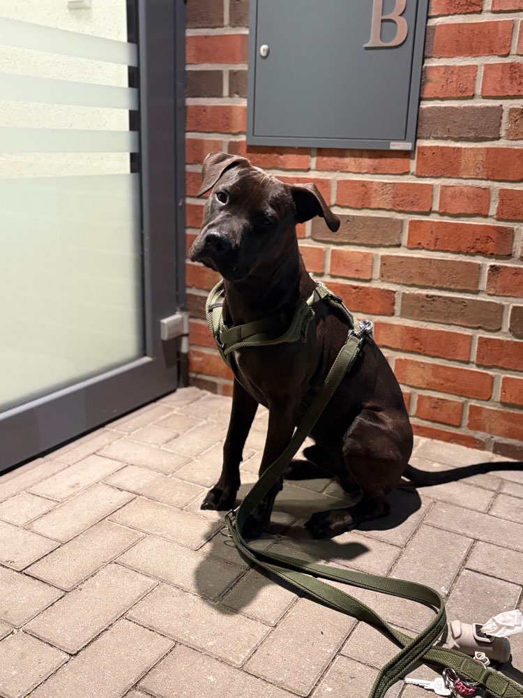 Hundetreffen-Playdate 🤎-Profilbild