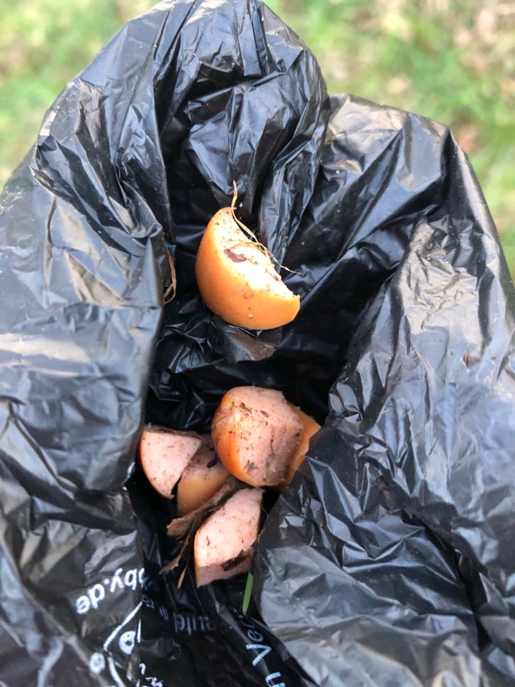 Giftköder-Giftköder? Unklar!-Profilbild