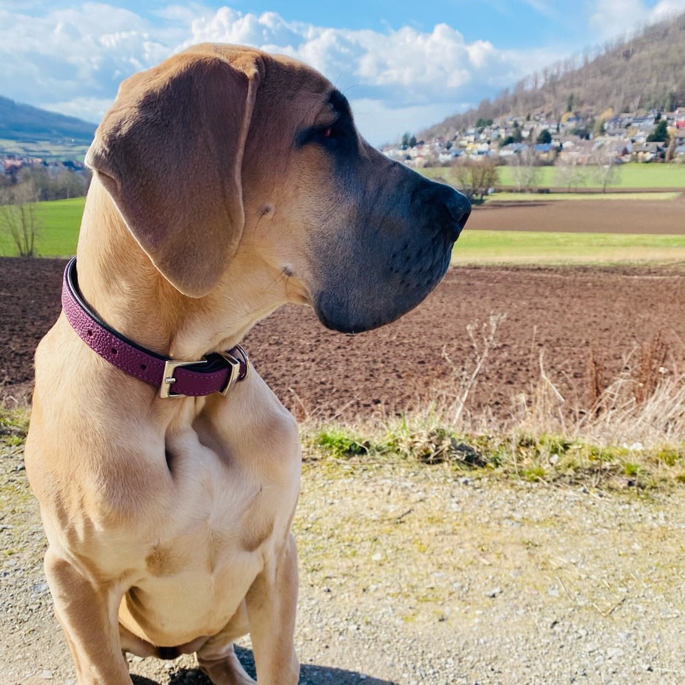Hundetreffen-Hunde treffen bei Zierenberg und Umgebung-Profilbild