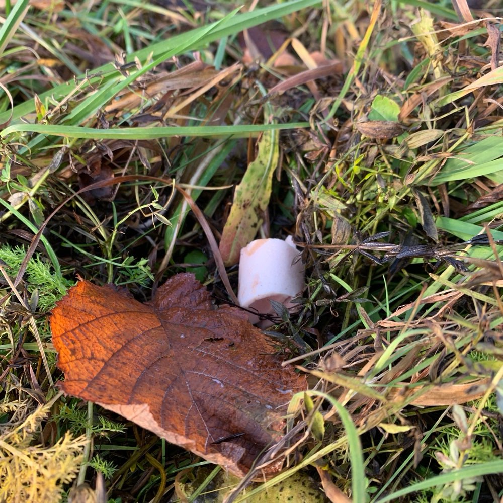 Giftköder-Fleischwurst an der BTV Wiese-Profilbild