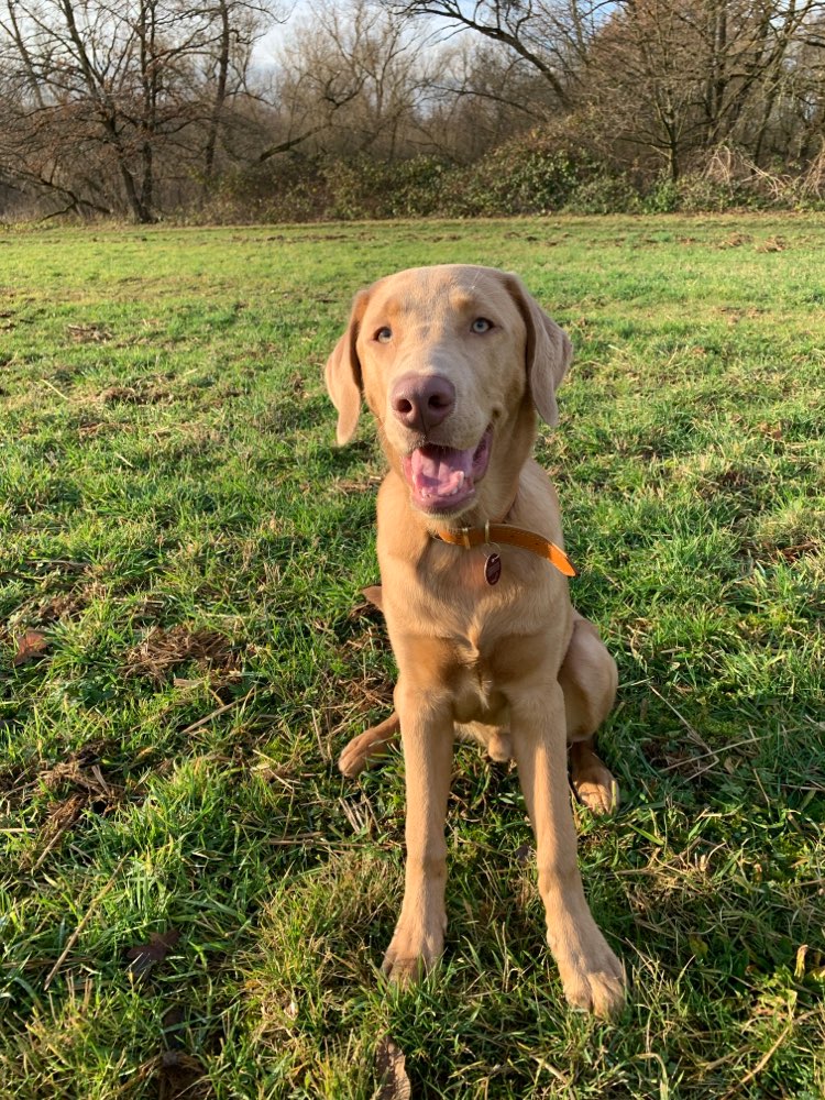 Hundetreffen-Spielen/Austoben ?-Profilbild