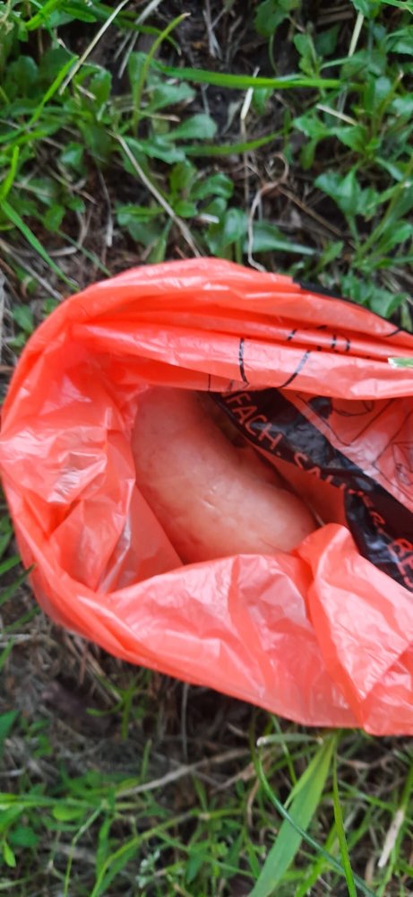 Giftköder-GIFTKÖDER / Fleischwurst-Profilbild