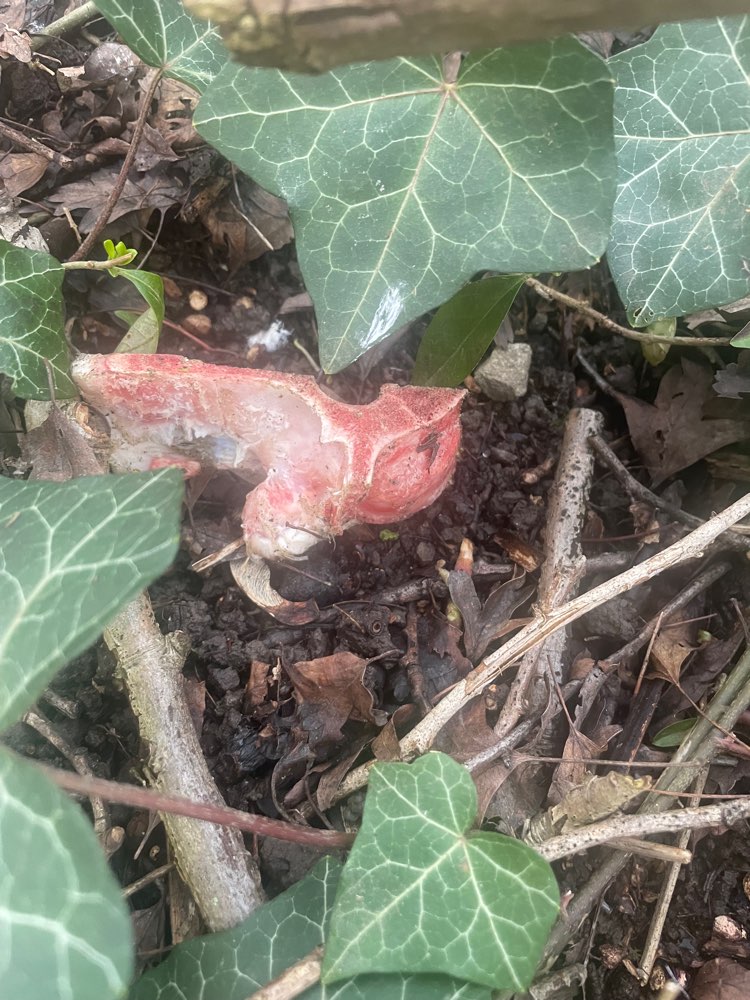 Giftköder-Giftköder Knochen-Profilbild