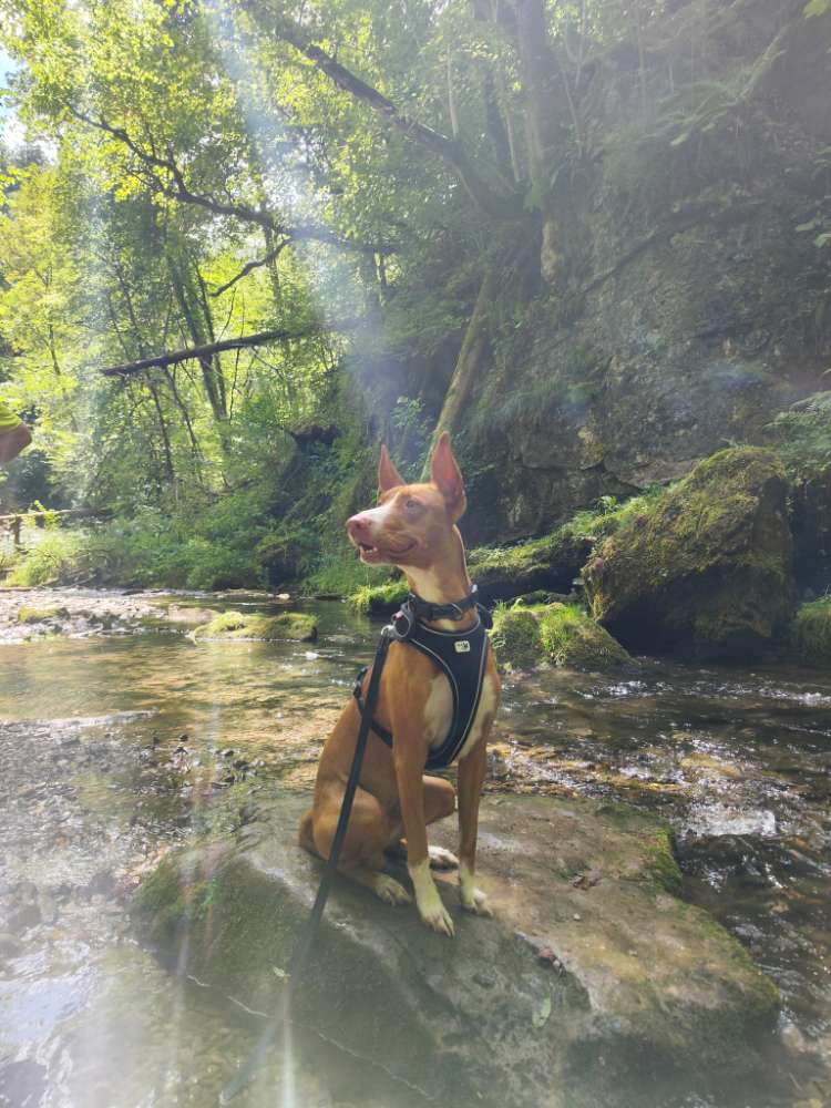 Hundetreffen-Trainingstreffen-Profilbild