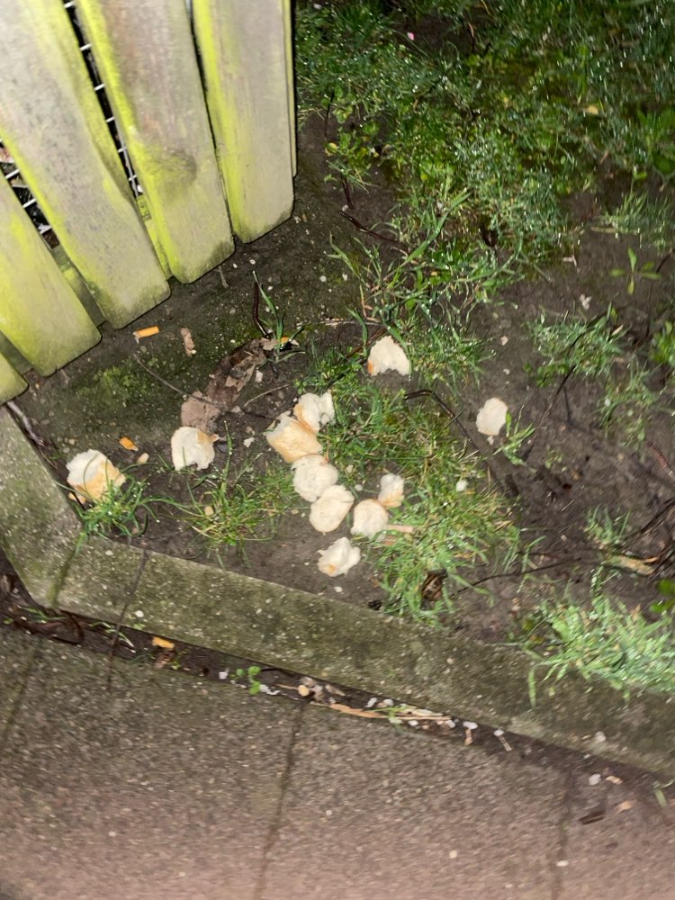 Giftköder-Evtl. Giftköder-Profilbild