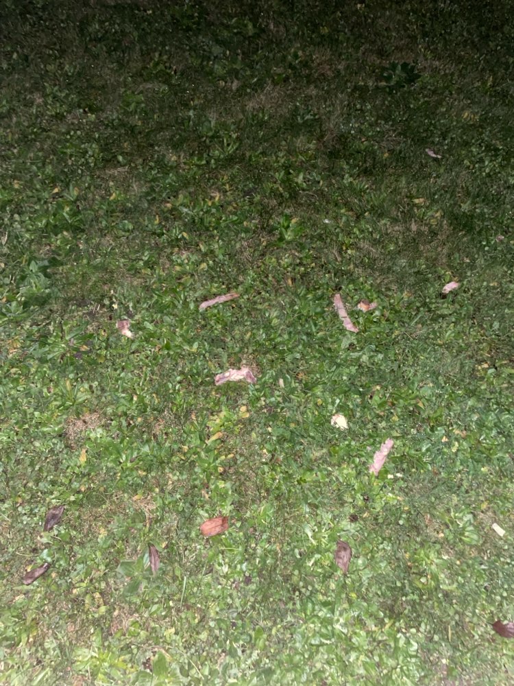 Giftköder-Fleischreste und Knochen-Profilbild