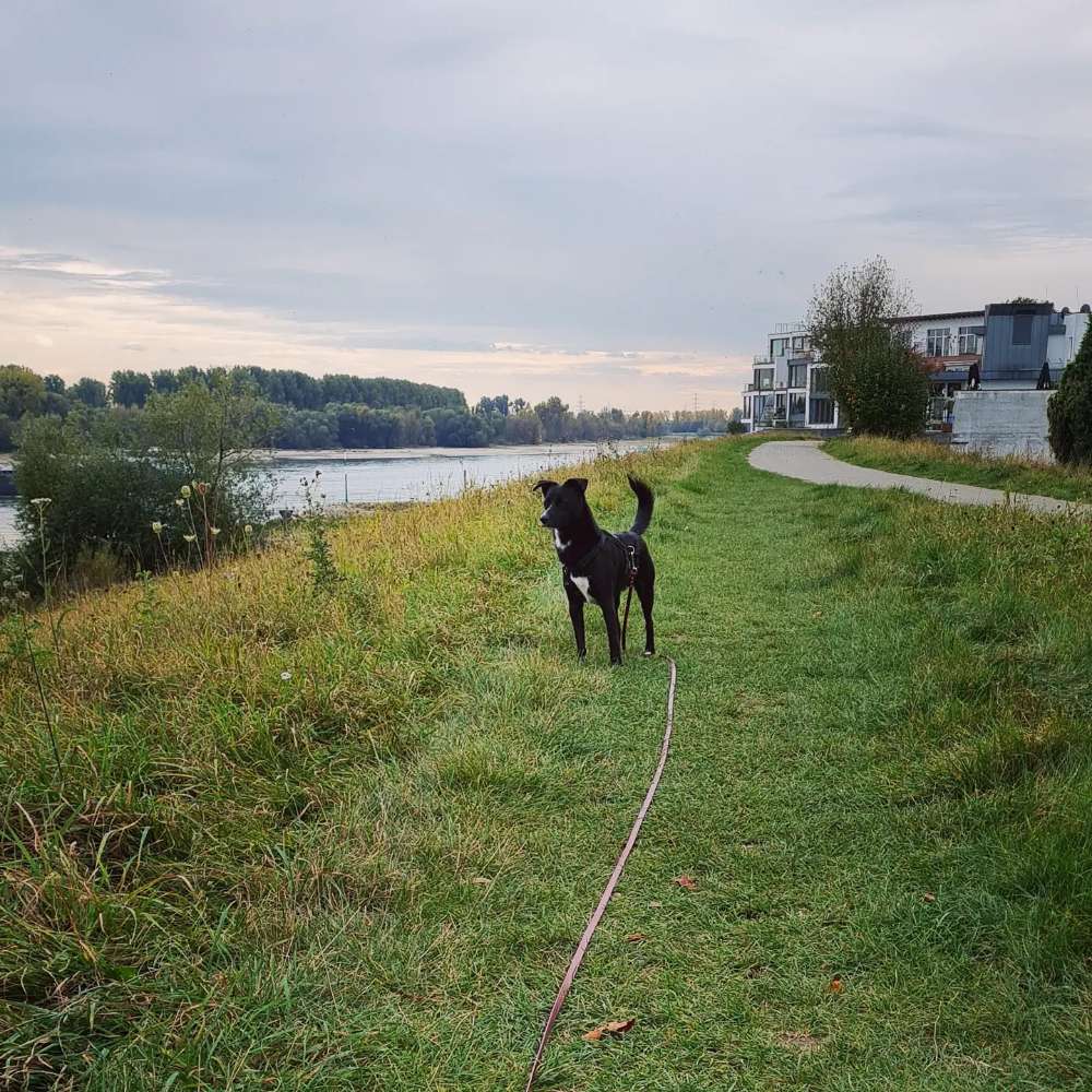 Hundetreffen-Gassifreunde gesucht-Profilbild