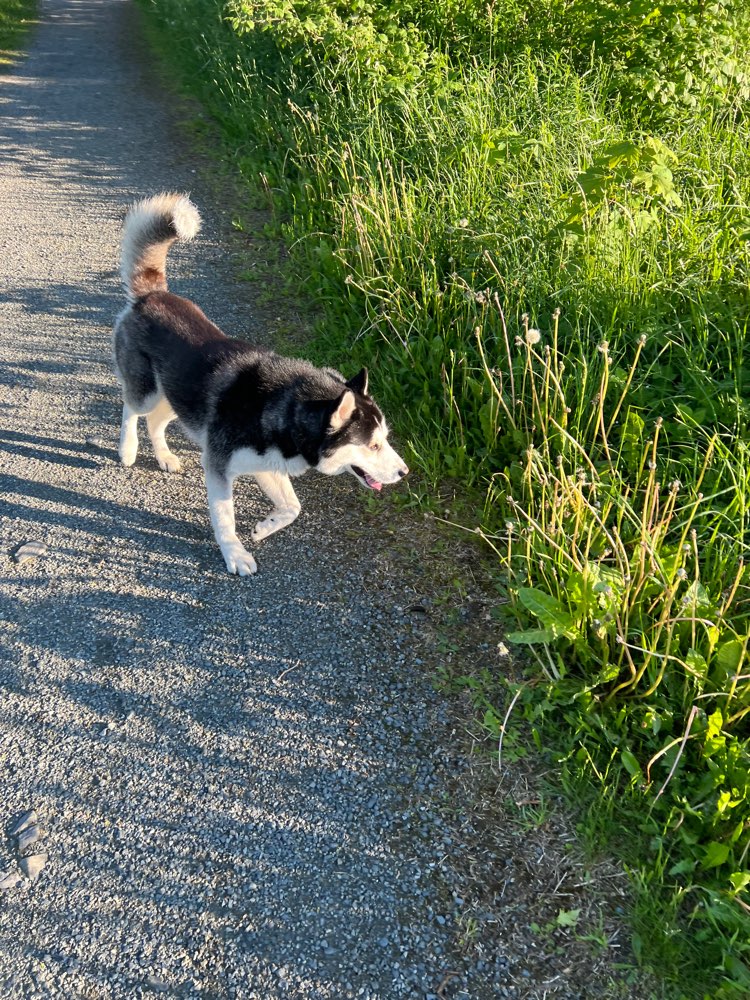 Hundetreffen-Verspielter Husky Rüde sucht Freunde zum Spielen und für Gassirunden-Profilbild