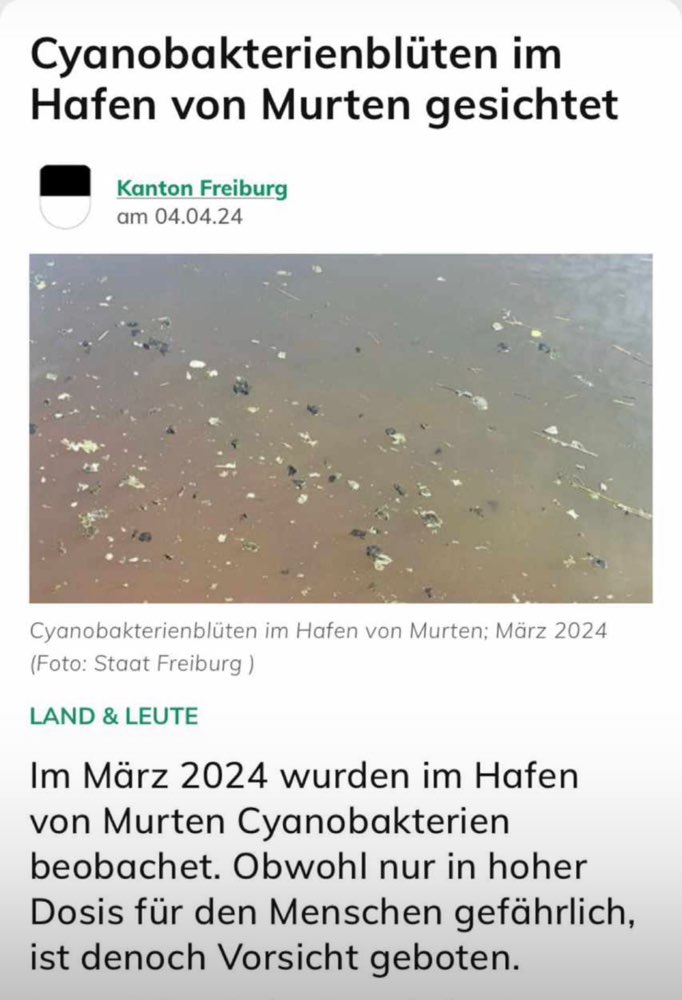 Giftköder-Cyanobakterienblüten-Profilbild