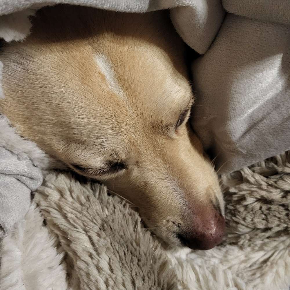 Hundetreffen-Auslaufplatz am Yachthafen-Profilbild