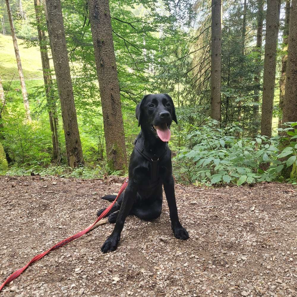 Hundetreffen-Spaziergang oder Spielrunde-Profilbild